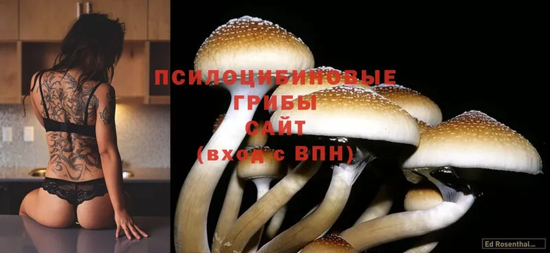 купить наркотик  Уварово  Галлюциногенные грибы Psilocybine cubensis 